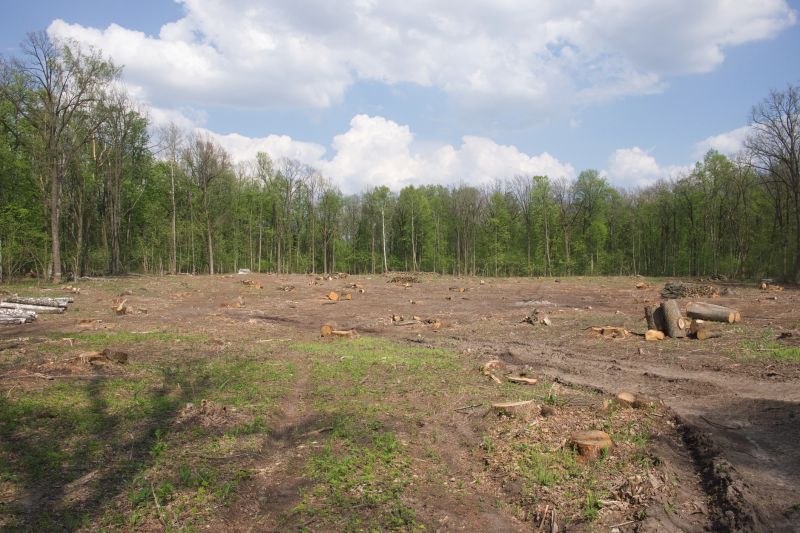 Pine Tree Clearing in Salt Lake City, UT